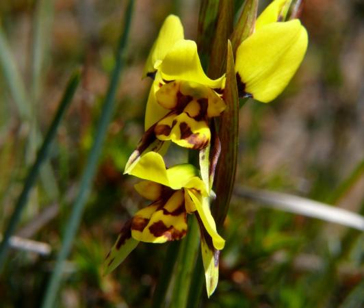 Diuris sulphurea - Tiger Orchid.jpg